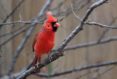 IMG_2155.JPG