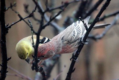 IMG_2212.JPG