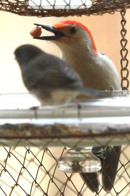 IMG_4468.JPG