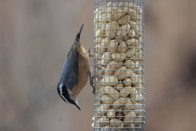 IMG_2441.JPG