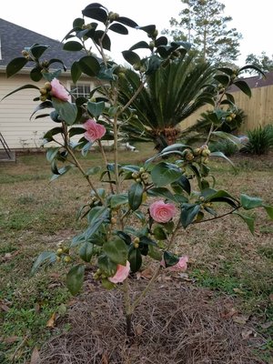 PP camelia5.jpg
