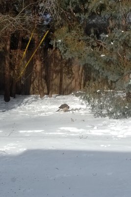 IMG_20190131_1247396.jpg