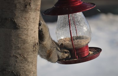birds 069 (2).JPG