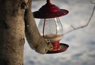 birds 073 (2).JPG