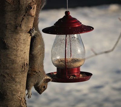 birds 071 (2).JPG