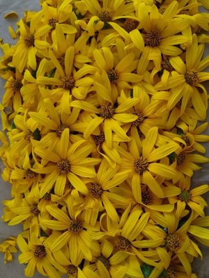 topinambur.jpg