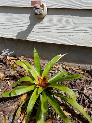 bromelia1.jpg