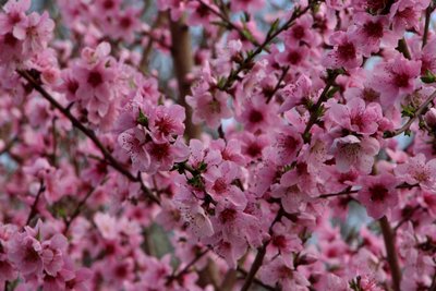 IMG_8280.JPG