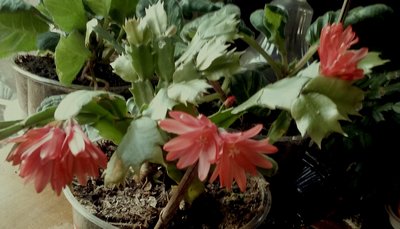 20190324_193227.jpg