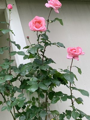 0-02-01-87ba93056ac27c5ecaa5331aa9f2b643fcb105e3aae5b667b0f40f97493bc5e2_530a1f9d (2).jpg