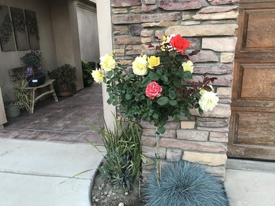 8AD65DDA-AD39-4573-8C17-33137DB359E9.jpeg