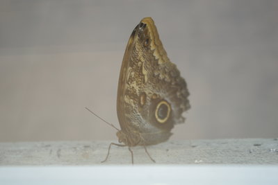IMGP4267.JPG