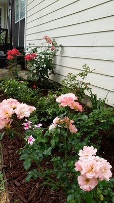 клумба л4.jpg