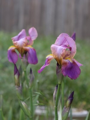 IMG_9948.JPG