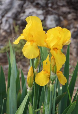 IMG_9953.JPG