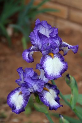 IMG_9743.JPG