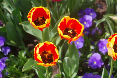 IMGP4357.JPG
