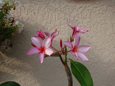 IMG-20190417-WA0004.jpg
