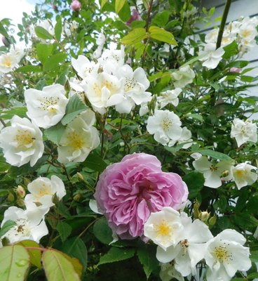 ЭНИГМА %22 .jpg