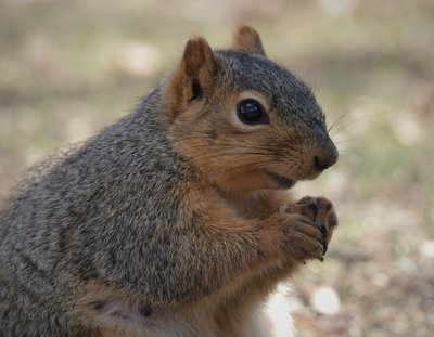 squirrel 049 (2).JPG