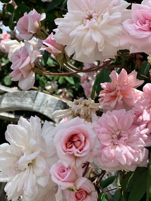 WhatsApp Image 2019-04-28 at 12.26.41 PM.jpeg