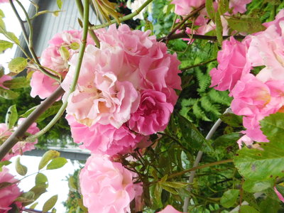 DSCN5639.JPG