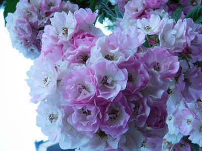 DSCN6467.JPG