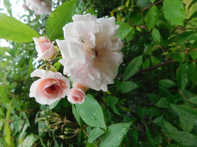 DSCN5100.JPG