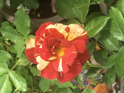 IMG_4498.JPG