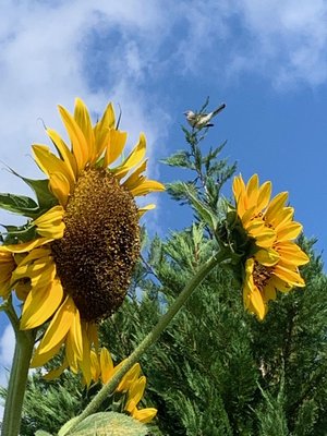 0-02-01-bdaa6f1855a496762dca61219e583734235e7ae9076c05418d1c6298d446adea_4dd838af (2).jpg