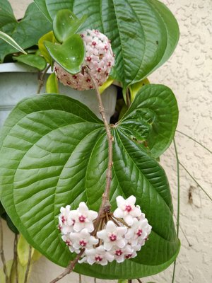 IMG_20190513_153252036.jpg