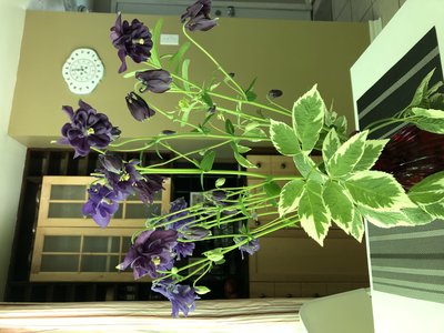 IMG_4612.jpeg
