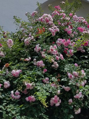 20190618_155326.jpg