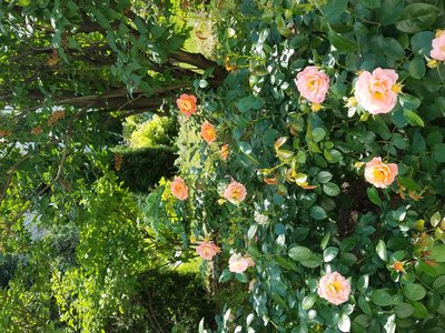 20190618_113757.jpg