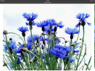 IMG_8992.PNG