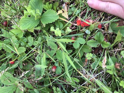 IMG_4935.jpeg