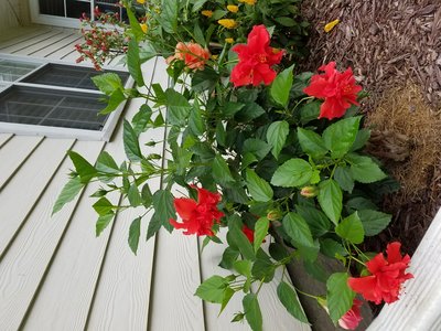 20190712_114409.jpg