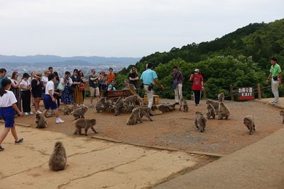 15 Organized feeding for visitors.jpg