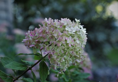 hydrangea 021 (3).JPG