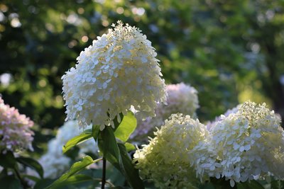 hydrangea 019 (2).JPG