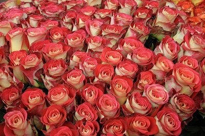 White-pink rose.jpg