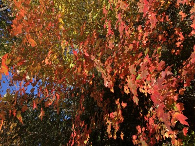 IMG_9161.JPG