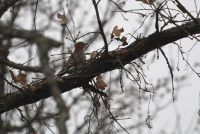 IMG_0975.JPG