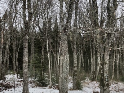 D2468CBA-948E-4938-BA64-F08AB45339EF.jpeg