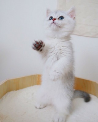 kitten.JPG