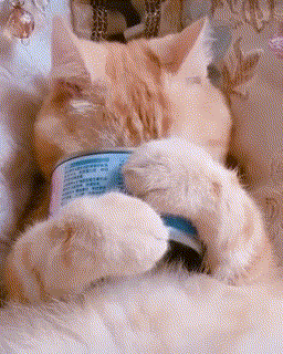 caturday-night.gif