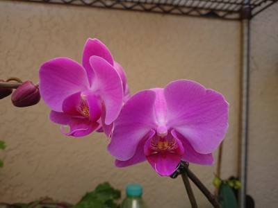 DSC_1536.JPG