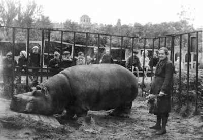 Бегемот.jpg