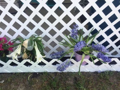 flowers pots.jpg