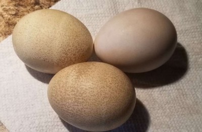 a06df1fed392252d87a5171e9a60b8232d8b192ee16a3b73d0d9579bbf376d44 copy.jpg